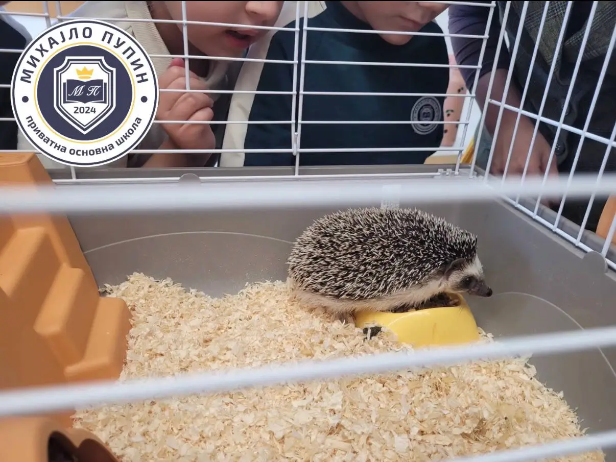 Our Class Pet – The Hedgehog